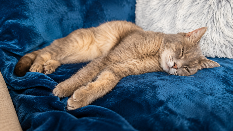 Minette se reposant confortablement sur une couverture bleue